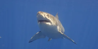Gran tiburón blanco nadando de frente en aguas abiertas azules