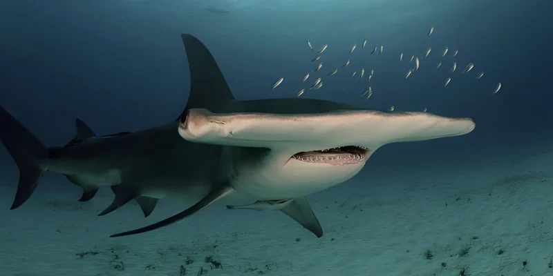 Gran tiburón martillo Sphyrna mokarran en primer plano oblicuo frontal
