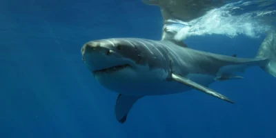Tiburón blanco nadando justo bajo la superficie del mar