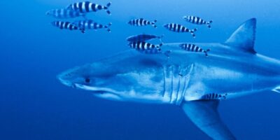 Gran tiburón blanco en el mar Mediterráneo