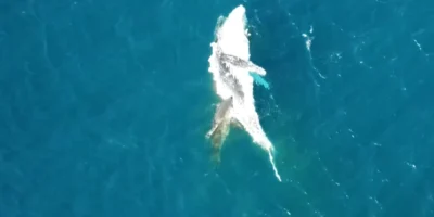 Tiburón alimentándose de una ballena jorobada muerta a la deriva frente a Bawley Point