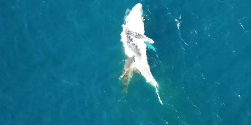 Tiburón alimentándose de una ballena jorobada muerta a la deriva frente a Bawley Point