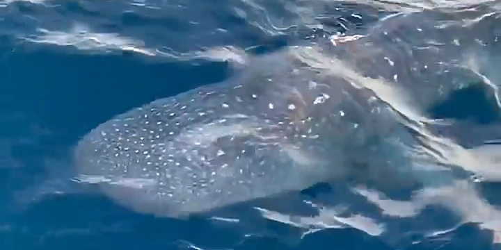 Tiburón ballena bajo la superficie junto al barco de pesca Jamaica en el cañón Hudson