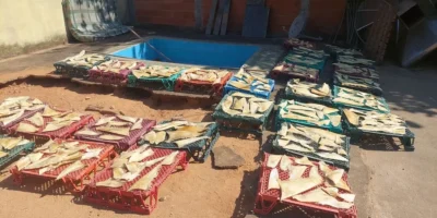 Numerosas aletas de tiburón incautadas colocadas en cajas en Piúma