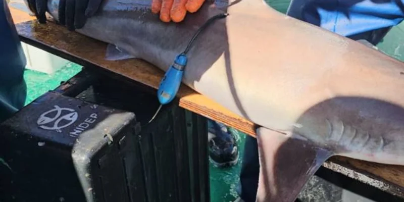 Marcación de un tiburón por el INIDEP