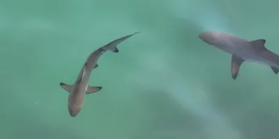 Joven tiburón punta negra Carcharhinus limbatus en la superficie del agua