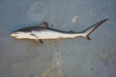 Cría de tiburón tigre galeocerdo cuvier muerta sobre suelo de hormigón
