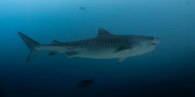 Tiburón tigre joven de lado galeocerdo cuvier