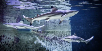 Tres crías de tiburón de arrecife de puntas negras nadan en un acuario del museo de historia natural de Karlsruhe