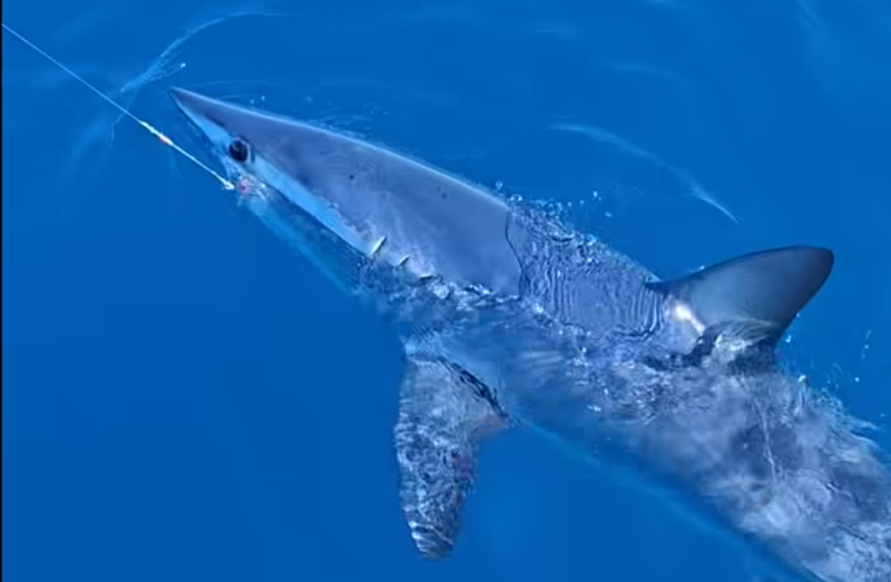 Mako de aleta corta enganchado a una línea junto a una embarcación frente a Livorno