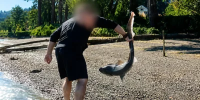 Un hombre sostiene por la cola a un tiburón de siete branquias durante una investigación en el estado de Washington