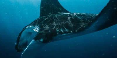 Manta en aguas azules