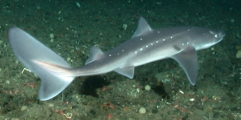 Mielga del Pacífico Squalus suckleyi