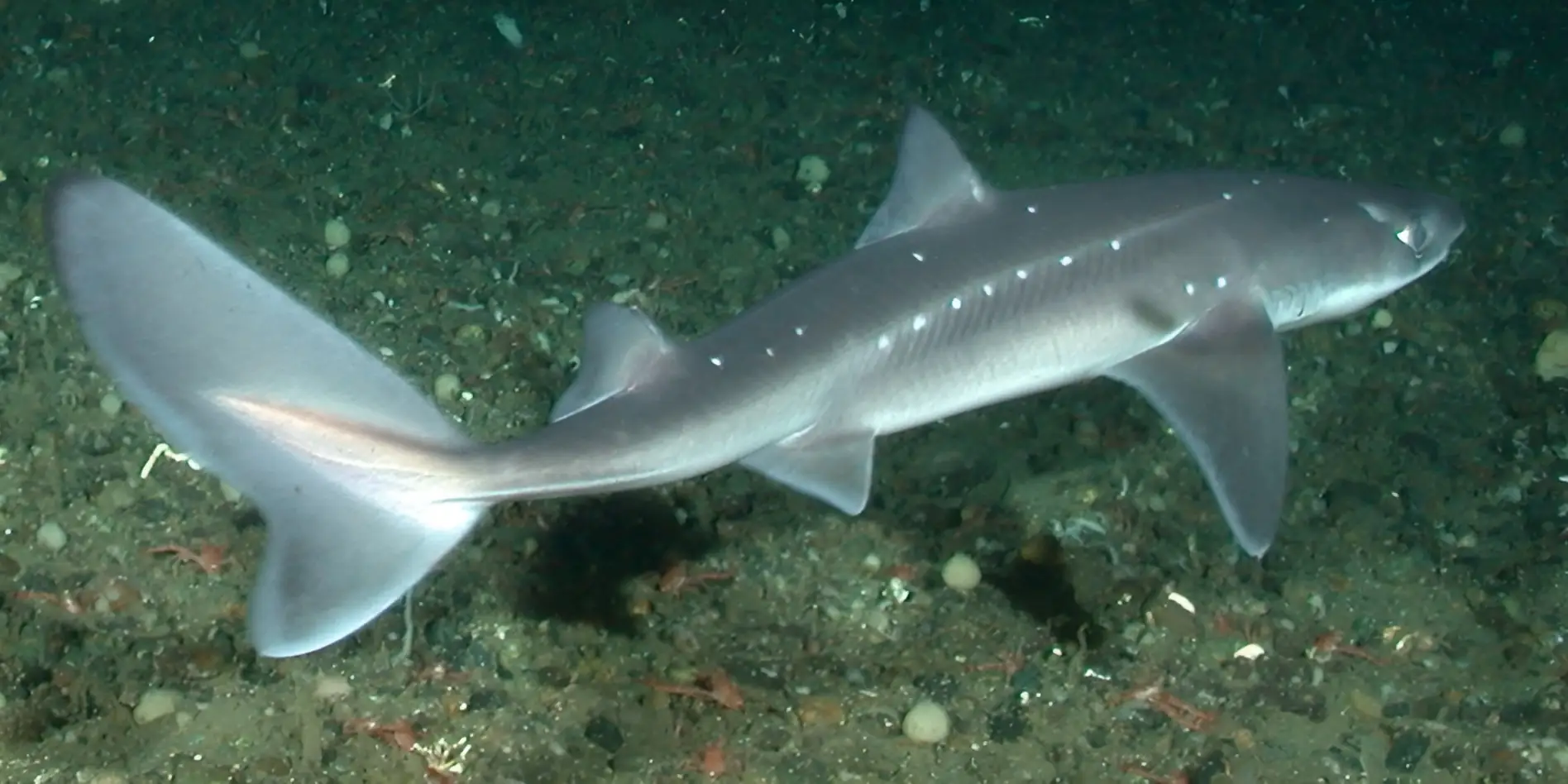 Mielga del Pacífico Squalus suckleyi