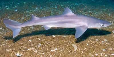 Mielga Squalus acanthias sobre arena
