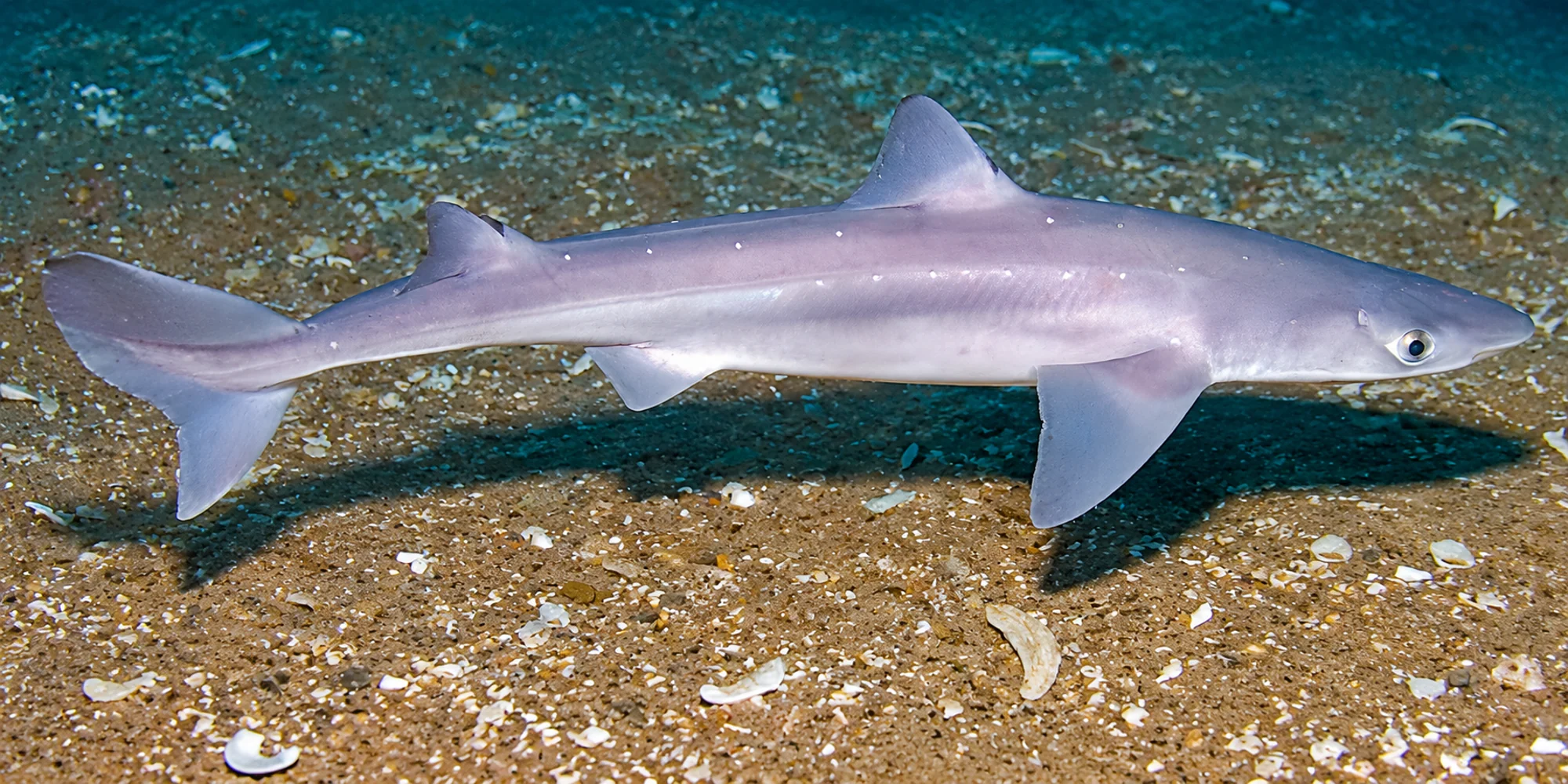 Mielga Squalus acanthias sobre arena