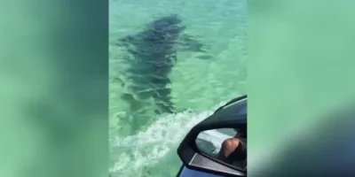 Moto acuática persigue a un tiburón