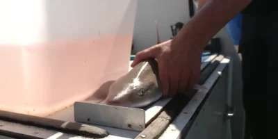 Musola dentuda examinada y marcada a bordo