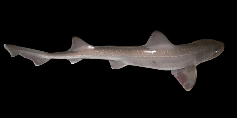 Musola dentuda Mustelus asterias en el sur del mar del Norte