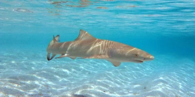 Tiburón limón de aleta falcada (Negaprion acutidens) nadando sobre un fondo arenoso en las Maldivas