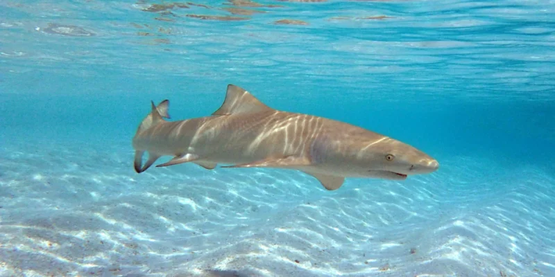 Tiburón limón de aleta falcada (Negaprion acutidens) nadando sobre un fondo arenoso en las Maldivas
