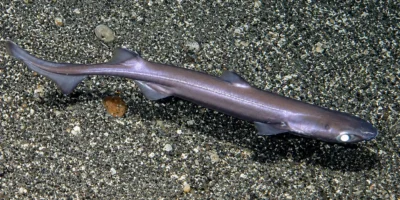 Negrito Etmopterus spinax