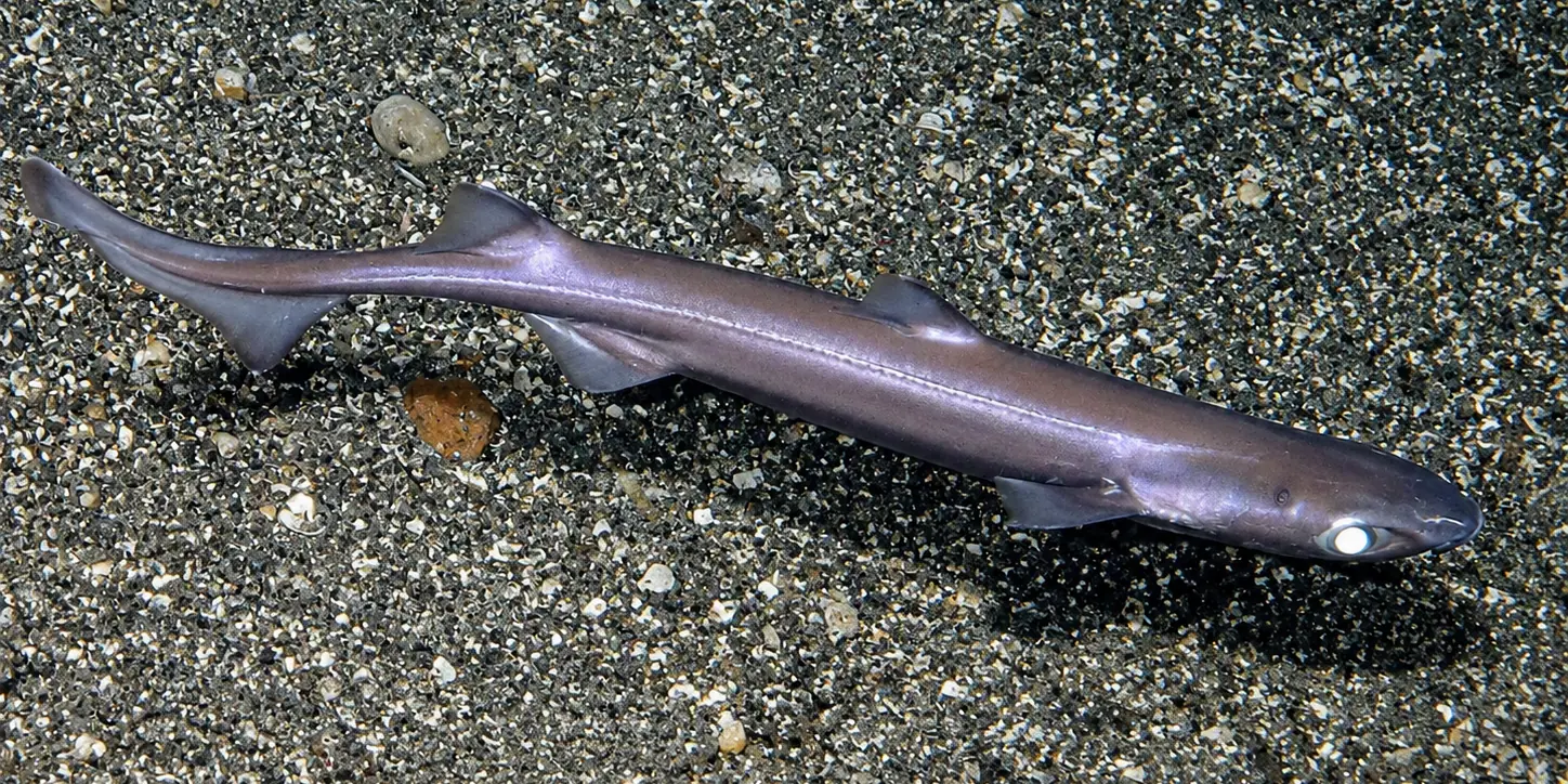 Negrito Etmopterus spinax