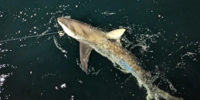 Tiburón arenero juvenil en la superficie con un transmisor satelital en la aleta dorsal