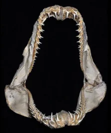 Mandíbulas del tiburón feroz Odontaspis ferox