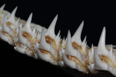 Dientes laterales del tiburón feroz Odontaspis ferox