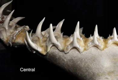 Dientes centrales inferiores del tiburón feroz Odontaspis ferox