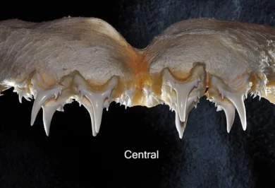 Dientes centrales superiores del tiburón feroz Odontaspis ferox