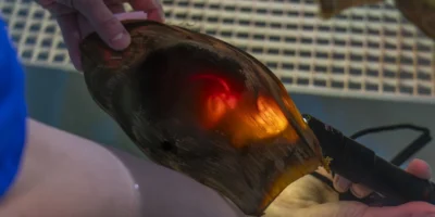 Cuidadores iluminan la cápsula de un huevo de tiburón cebra para observar el embrión