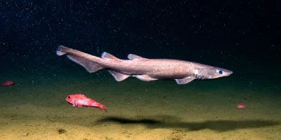 Pejegato marrón Apristurus brunneus sobre el fondo profundo