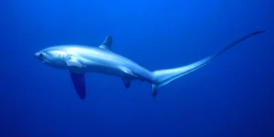 Tiburón zorro pelágico Alopias pelagicus en aguas azules