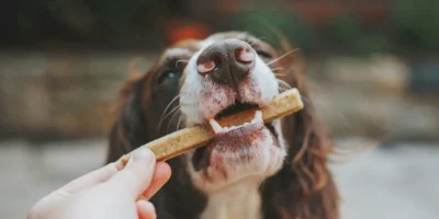 Perro recibiendo una barrita masticable