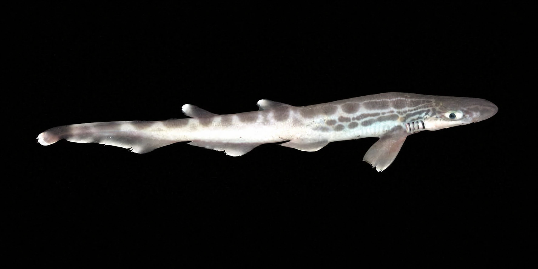 Pintarroja bocanegra (Galeus melastomus) sobre fondo negro