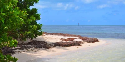 Playa de arena, manglares y aguas poco profundas en Boca Grande Key, Cayos de Florida