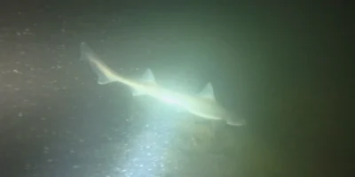 Tiburón iluminado por una linterna de buceo en Plompe Toren, fotograma del vídeo de Bram Lamens