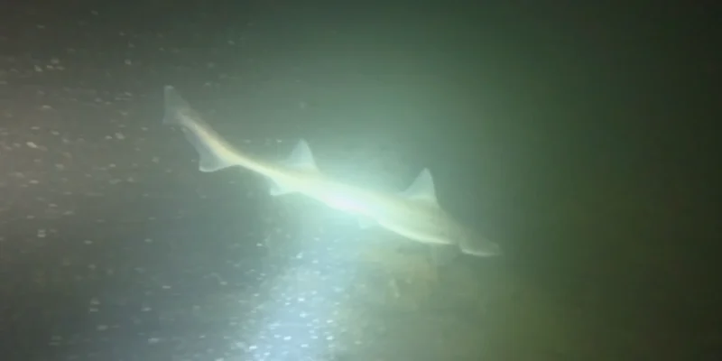 Tiburón iluminado por una linterna de buceo en Plompe Toren, fotograma del vídeo de Bram Lamens