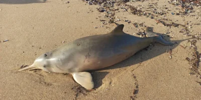 Delfín franciscana (Pontoporia blainvillei) varado en una playa