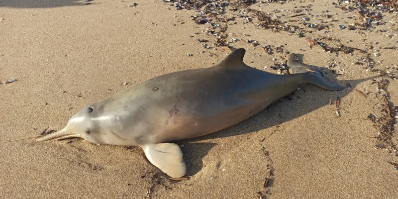 Delfín franciscana (Pontoporia blainvillei) varado en una playa