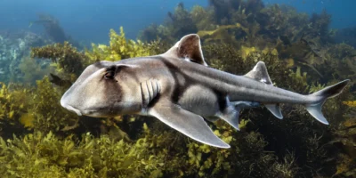 Tiburón de Port Jackson Heterodontus portusjacksoni nadando de lado