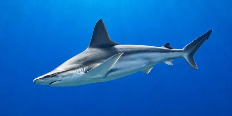 Tiburón trozo Carcharhinus plumbeus en aguas azules