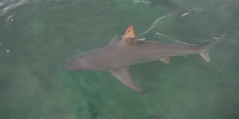 Tiburón trozo cerca de la superficie en Kāneʻohe, Hawái