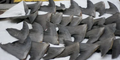Aletas de tiburón en Hong Kong