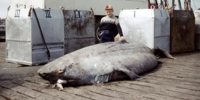 Un tiburón de Groenlandia capturado yace en un muelle frente a un niño y un barco.