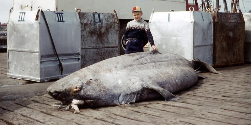 Un tiburón de Groenlandia capturado yace en un muelle frente a un niño y un barco.