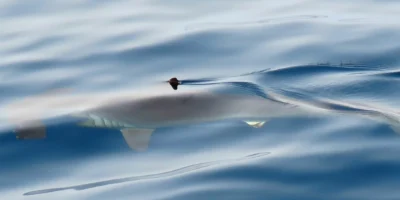 Tiburón martillo liso (Sphyrna zygaena) en la superficie del mar