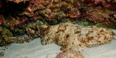 Tapicero barbudo Eucrossorhinus dasypogon descansando sobre arena bajo una roca